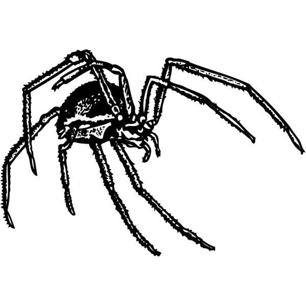 SPIDER01 Thumbnail