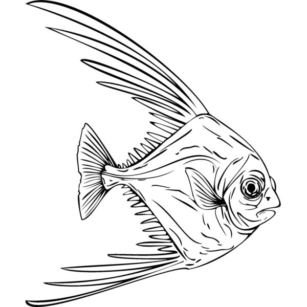 african pompano Thumbnail