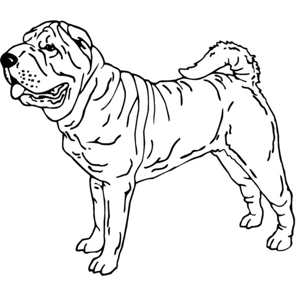 chinese pug Thumbnail