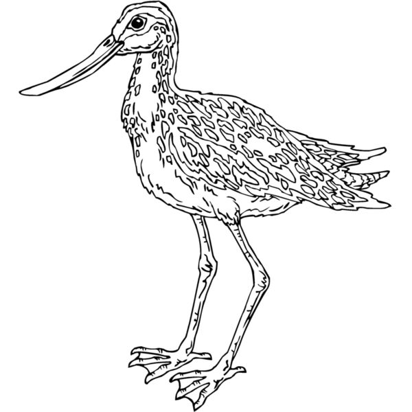 godwit Thumbnail