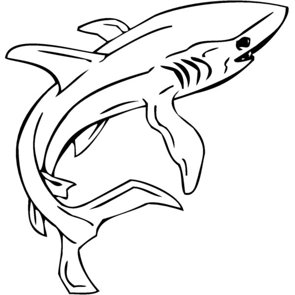 shark2 Thumbnail