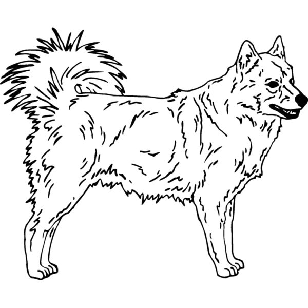 finnish spitz Thumbnail