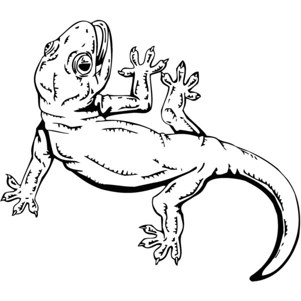 lizard4 Thumbnail